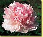 Hermione Peony - Click Image to Close